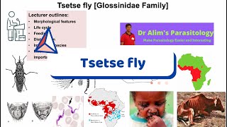 The Silent Assassin Tsetse Flies and the Secret of Sleeping Sickness Full lecture [upl. by Vallo561]