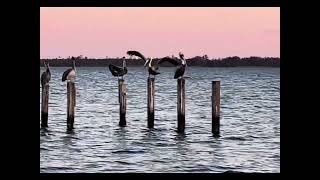 Pamlico River Pelicans [upl. by Yendahc888]