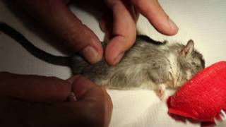 A gerbil jumps and fractures his lower right leg What to do [upl. by Ainez]