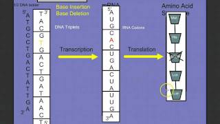 Introduction to Protein Synthesis [upl. by Hitt714]