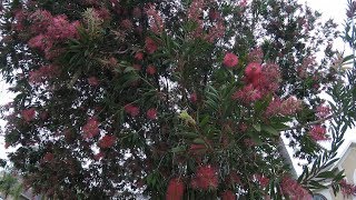 All Maxed Out On Bottle Brush Tree [upl. by Nirtiak]