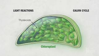 Photosynthesis Part 4 Chloroplasts  HHMI BioInteractive Video [upl. by Sande]