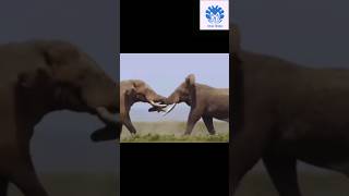 Two giant elephants fighting scene 😱😱  💥💥 Wonderful Animal Kingdom 117 💥💥 short animals shorts [upl. by Ystap]