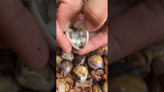 Small clam produces pearls😱 pearl treasure crystals sea shorts reels hunting trending [upl. by Etan586]