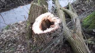 Baum fällen Kettensäge mit Seilwinde übern Wassergraben ziehen Landleben Brennholz Insektenhaus [upl. by Enibas]