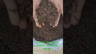 Cloves from Kerala Contact for more details 91 79736 93549 [upl. by Hgielar794]