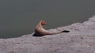 Common slender mongoose Herpestes sanguineus at Nkorho Bush Lodge  africam  exploreorg [upl. by Arriet]