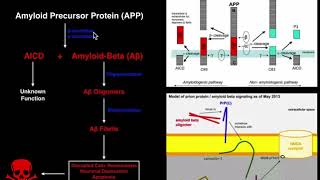 Prions  Mechanisms and Theories of Alzheimers Disease Amyloid amp Tau [upl. by Ilrahs]