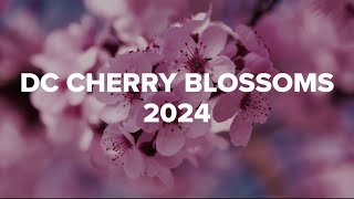 DC Cherry Blossoms 2024  A WUSA9 Special Report [upl. by Maye]