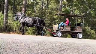 Percheron driving [upl. by Airahs]