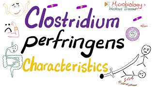 Clostridium perfringens Characteristics  Microbiology 🧫 [upl. by Fesuy]