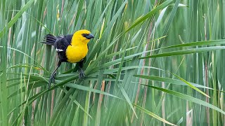 Birding at Horicon Marsh National Wildlife Refuge [upl. by Illene]