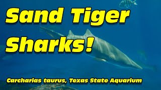 Sand Tiger Sharks Carcharias taurus [upl. by Zoara]