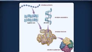 AMMINOACIDI E PROTEINE da Agorà Scienze Biomediche [upl. by Yrol]