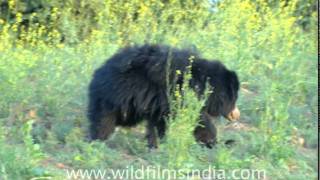 A real life teddy  Sloth Bear in Panna [upl. by Ainuj629]