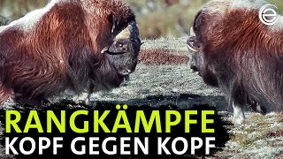 Kampf der Moschusochsen  Erlebnis Erde [upl. by Yelik170]