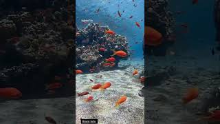 Anthias🍥 youtubeshort youtuber facts trendingshorts pets marinelife marinecreatures marine [upl. by Denie]