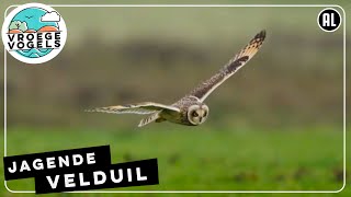 Velduil speurt kwelders af naar veldmuizen  Zelf Geschoten  Vroege Vogels [upl. by Cloutman]