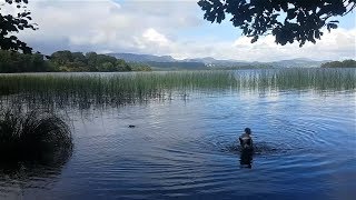 Bog Mushing in Ireland [upl. by Ecnarretal]