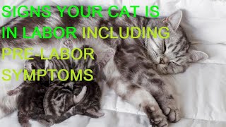 SIGNS YOUR CAT IS IN LABOR INCLUDING PRELABOR SYMPTOMS [upl. by Grannia448]