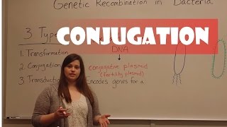 Conjugation in Bacteria [upl. by Yorled]