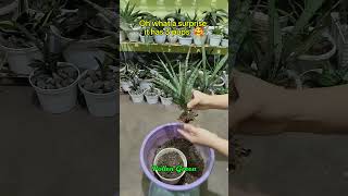 Why Do Leaves of Sansevierias Curl or Close sansevieria sansevieriaplant plantcare snakeplant [upl. by Adnerb]