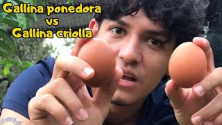 Hablemos de gallinas quotgallina ponedora vs gallina criollaquot HyLine Brown 21 [upl. by Ahsieket292]