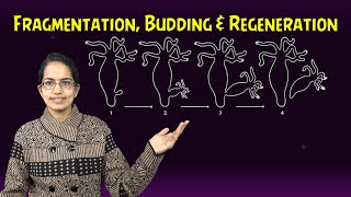 Fragmentation Spirogyra Budding Hydra amp Regeneration Planaria Morphallaxis amp Epimorphosis [upl. by Elyod]