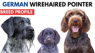 German Wirehaired Pointer Breed Profile History  Price  Traits  Deutsch Drahthaar Grooming Needs [upl. by Noynek]