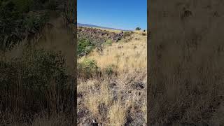 71523 hike New Mexico desert meets mountain terrain nature canyon newmexico desertmountain [upl. by Schear266]