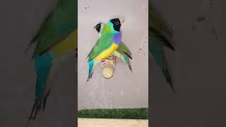 Gouldian Finche shortsviral birds finch [upl. by Toddie]