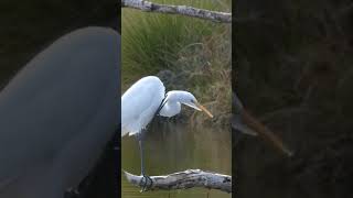 Great Egret Birdwatching bird watching 🐦 👀 Arizona Sonoran Desert 🏜 [upl. by Morril282]