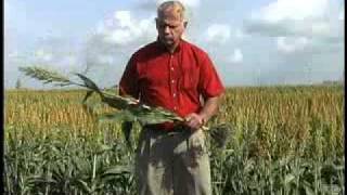 Chlorosis in Sorghum [upl. by Valerle]