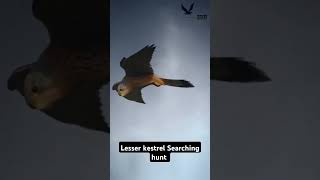 Lesser kestrel searching hunt Short videoFalconLover5 [upl. by Reifel]