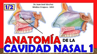 🥇 CAVIDAD NASAL 1 12 ¡Explicación Fácil y Sencilla Huesos Límites y Relaciones [upl. by Laval641]