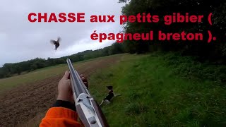 chasse aux petits gibier épagneul breton [upl. by Newkirk]