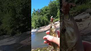 TEENY Bartrams Bass fishing bassfishing [upl. by Earlie]