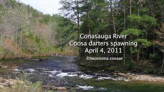 Coosa Darters spawning Etheostoma coosae Conasauga River [upl. by Romeyn]