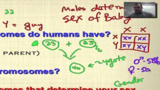 Chapter 14 Part 1  Types of Human Chromosomes [upl. by Shorter]