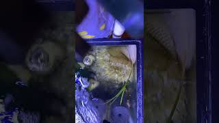 Time lapse anemone eating fish saltwateraquarium anemone nature [upl. by Samalla]