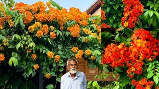 Beautiful Western Red Trailing Vine flower plant Bauhinia Coccinea Care and Propagation tips [upl. by Yemane287]