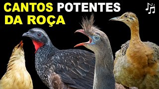 CANTOS de AVES MAIS POTENTES DA ROÇA  Inhambu codorna perdigão seriema  AVES da MATA ATLÂNTICA [upl. by Iroak]