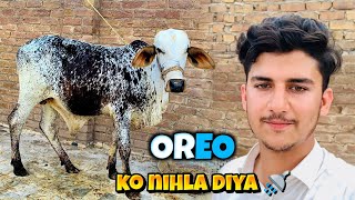 Apne Janwar ke sath first Vlog  OREO ko nehla diya 😂  Qurbani ka Janwar  Abbas Jamil [upl. by Legyn]