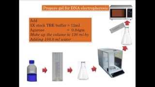 Make Agarose gel for electrophoresis [upl. by Chinua304]