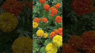 Home Gardening ideas  gardening garden plants villagelife trending viralvideo ytshorts [upl. by Enamrej]