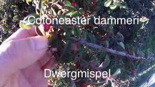 Cotoneaster Dammeridwergmispel [upl. by Mccormick542]