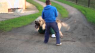 caucasianshepherdeurope KAVKASKI OVČAR Maljchik Balkan Master 22months old  attack1 [upl. by Iggep]