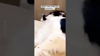 Wenn Tiere sprechen könnten lustig lol funny cat memes dog pets animals tiere [upl. by Johnathon32]