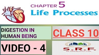 Digestion in human being class10 ncert srf  part 4  Life Processes [upl. by Haran]