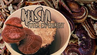 REISHI TOTEM EXPERIMENT Ganoderma tsugae Cloned Culture [upl. by Airotna]